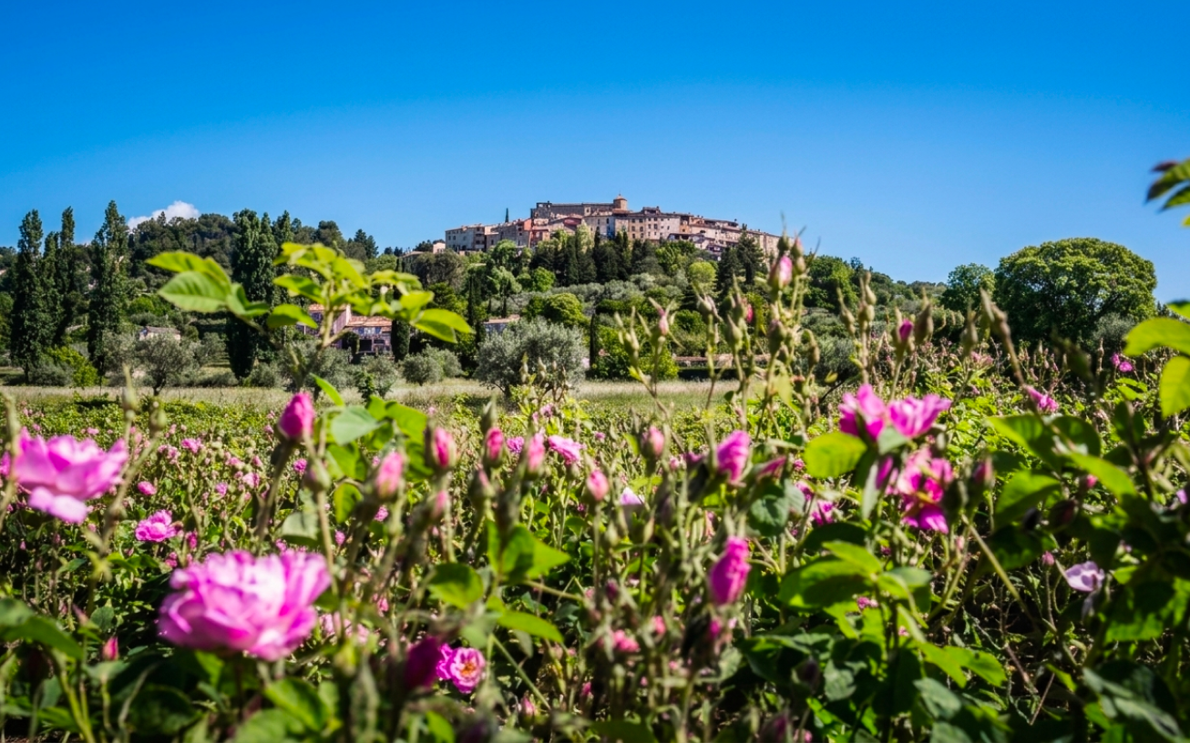 The Art of Perfumery